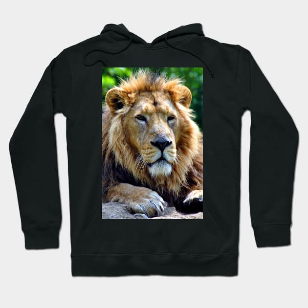Asiatic Lion Panthera Leo Persica Big Cat Male Hoodie by AndyEvansPhotos